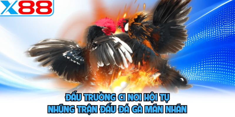 Gà Chọi C1 - Sới Gà Trực Tuyến Đẳng Cấp Và Uy Tín Tại X88 - SPINMEADOW.GARDEN